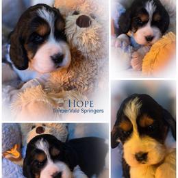 Girl 3 'Qavah' (Hope) - Black white and tan female English Springer Spaniel puppy in Silverdale, Washington from TimberVale Springers