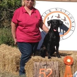 Labrador Retrievers from Pleasant Pine Labrador Retrievers