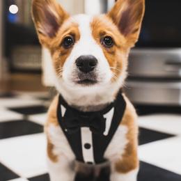 Pembroke Welsh Corgi Puppies from Rose Water Corgis