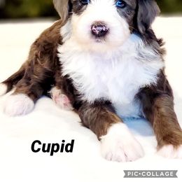 Australian Labradoodle, Bernedoodle, and Sheepadoodle Puppies from Lookingglass Doodles