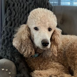 Daisy Mae - Poodle
