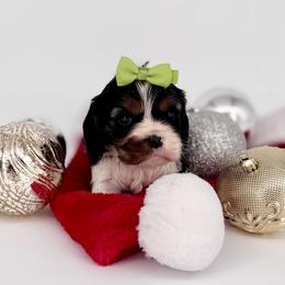 Champion-Sired Sugarplum - Tri-color female Cavalier King Charles Spaniel puppy in Louisville, Kentucky from Ali-Mae Cavaliers