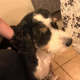 Bernedoodle and Golden Mountain Doodle All Grown Up from Cumberland Companions