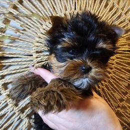 Rori - Black and tan male Yorkshire Terrier puppy in Moses Lake, Washington from Harmony Hills Yorkies