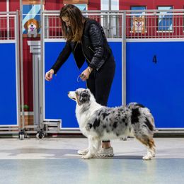 Australian Shepherd All Grown Up from Mad Ranch