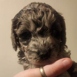 Aussiedoodle Puppies from My Classy Doodles