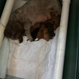 Boy 3 - Chocolate male Shih Tzu puppy in Delta, Colorado from Wachowicz Shihtzu