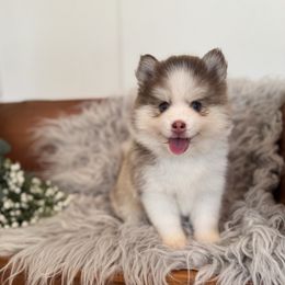Ruby - Red and white female Pomsky puppy in La Verne, California from Red Cedar Pomskies
