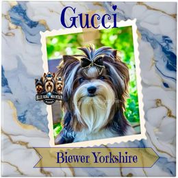 Gucci - Biewer Terrier