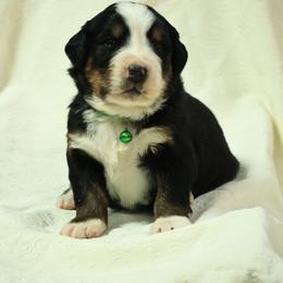 Morgan - Black rust and white male Bernese Mountain Dog puppy in Elkton, Maryland from Bernese Beauties