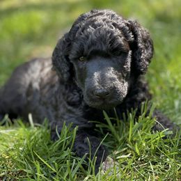 Poodles from Apparition Poodles