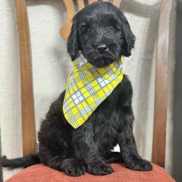 Snickerdoodle- Yellow Collar - Black male Goldendoodle puppy in Bay City, Texas from Charming Doods Goldendoodles