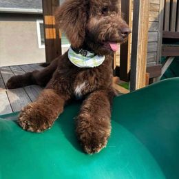 Goldendoodle All Grown Up from Twilight Doodles