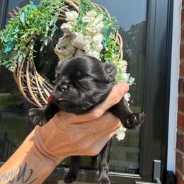 Pugsley - Black male Brussels Griffon puppy in Gastonia, North Carolina from BZB Frenchies, Griffs & Long hair Chihuahuas
