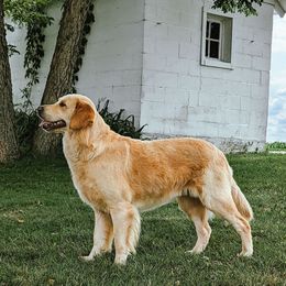 Rosie - Golden Retriever