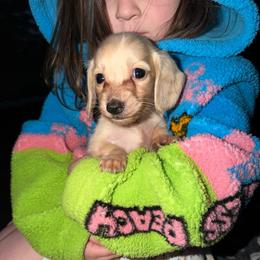 Anarky - Cream male Dachshund puppy in Cattaraugus County, New York from H&C’s Dachshunds and Retrievers