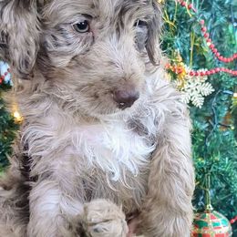 Noel - Aussiedoodle puppy from Doodle Mountain