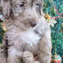 Noel - Aussiedoodle puppy from Doodle Mountain