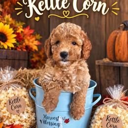 Kettle Corn - Cream male Goldendoodle puppy in Daytona Beach, Florida from Beach Doodles