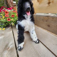 Poodle Puppies from Joyful Paw Poodles