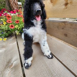 Poodle Puppies from Joyful Paw Poodles