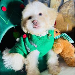 Rudolph - Cream male Maltipoo puppy in Sugar Land, Texas from Celebrity Maltipoos