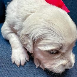 Ms Pink - Light golden female Golden Retriever puppy in Denton, Texas from Farley Goldens