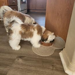 Shih Tzu Puppies from Shih Tzu Kennels