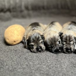 Miniature Schnauzer puppies from Poplar Creek Miniature Schnauzers