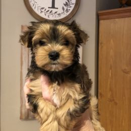 Yorkshire Terrier Puppies from Happy Days Acres and Yorkies