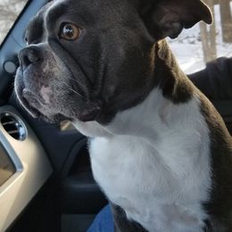 Boston Terriers from Wiggle Butt Bostons