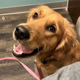 Finlee - Golden Retriever
