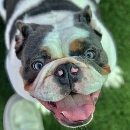 Oso - Bulldog