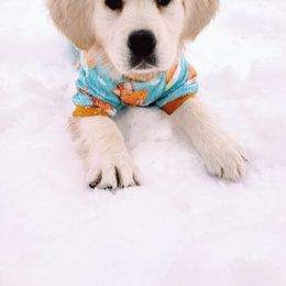 Golden Retriever Puppies from God Given Goldens