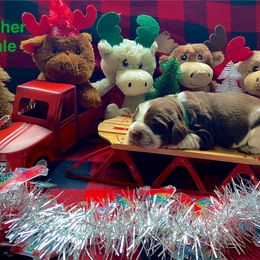 Dasher - Liver white and roan male English Springer Spaniel puppy in Hudson, Michigan from Picky’s Puppies