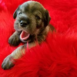 Miniature Schnauzer Puppies from Mini Schnauzers 4U