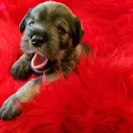 Miniature Schnauzer Puppies from Mini Schnauzers 4U