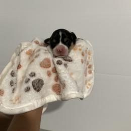 Felicity - Black and tan female Pembroke Welsh Corgi puppy in Morgantown, Pennsylvania from GoldStar Corgis (License Number 18519)