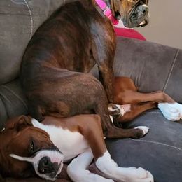 Boxers from A&j’s Boxer Baby’s Kennel