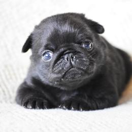 Bogart - Black male Pug puppy in Caldwell, Ohio from Folklore Kennel