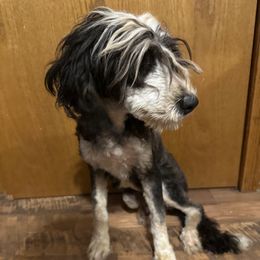 Maisie - Bernedoodle