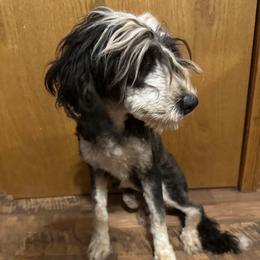 Maisie - Bernedoodle