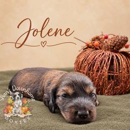 Jolene - Cream female Dachshund puppy in Hockley, Texas from Shans Down Home Doxies
