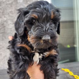 Bernedoodle Puppies from Adorable Dixie Doodles