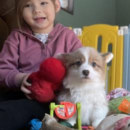 Puppy 5 - White and fawn female Pembroke Welsh Corgi puppy in Port Republic, Maryland from Bestfurends