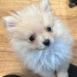 Westley - The Princess Bride's Farm Boy - Cream sable male Pomeranian puppy in Lake Forest Park, Washington from Tea Pup Pomeranians