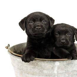 Labrador Retriever Puppies from Farnworth Labradors