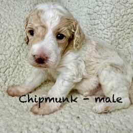Chipmunk - black collar - Parti male Poodle puppy in Peyton, Colorado from Fuzzybottoms Ranch LLC