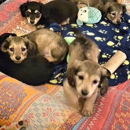 Dachshund Puppies from Amanda Smith