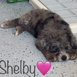 Aussiedoodle Puppies from Shawna Rosario